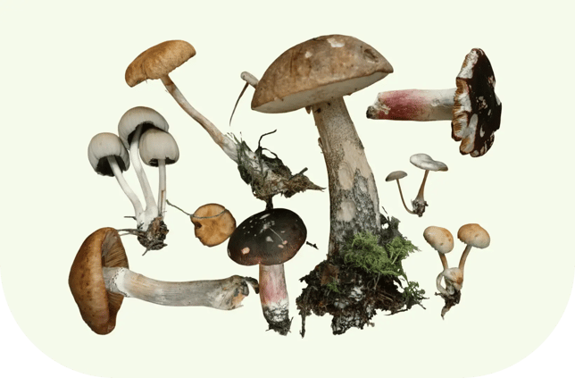 Pilze