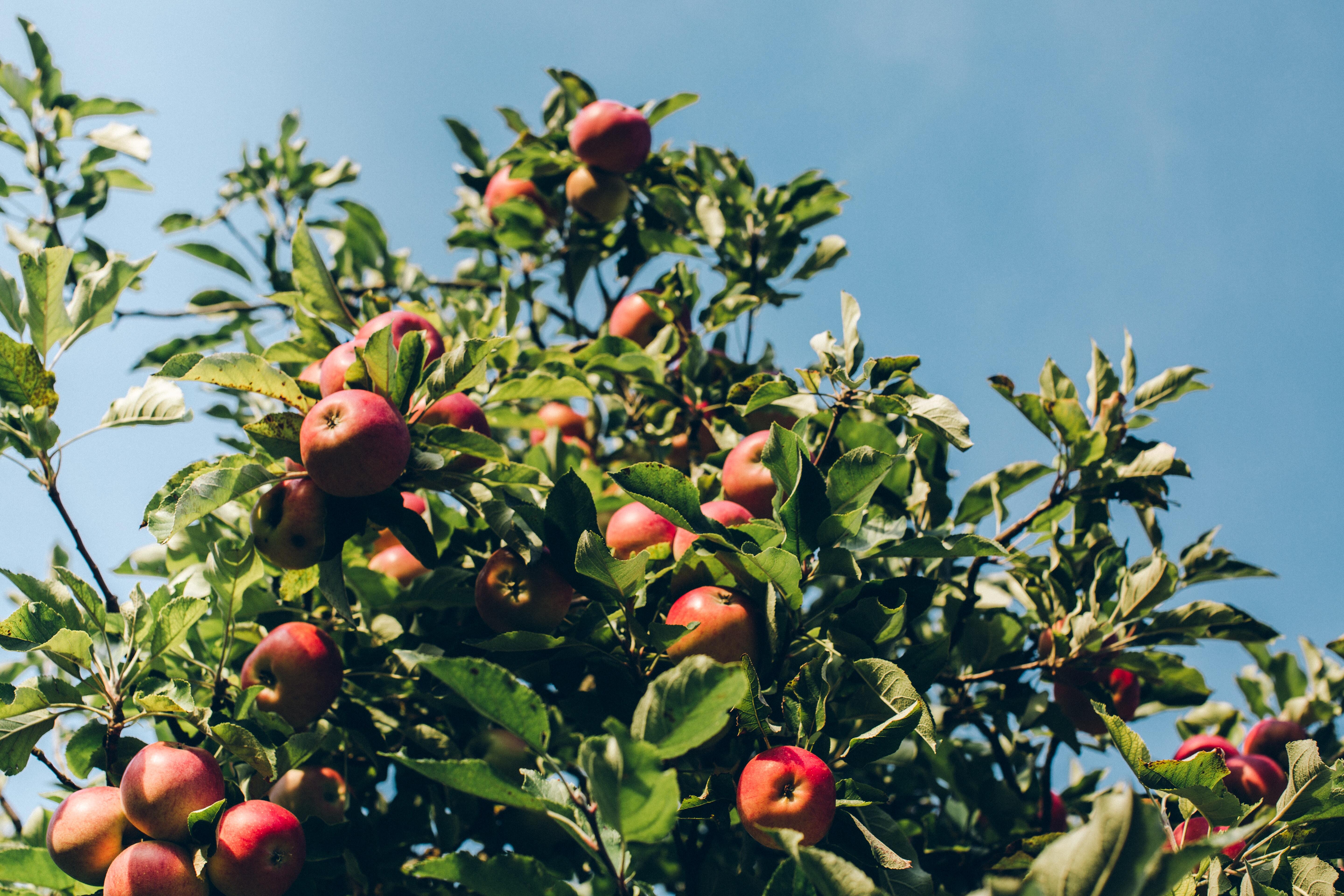 Upcycling Food: Wie aus Abfall hochwertige Produkte werden